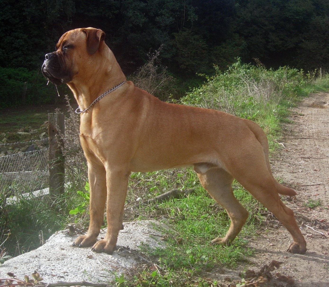  سگ نژاد بول ماستیف (Bullmastiff)